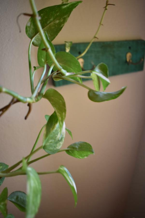 Brisamar Guesthouse ปูแอร์โตเอสกอนดิโด ภายนอก รูปภาพ